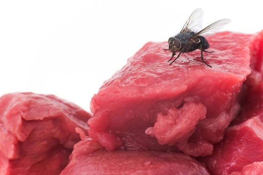 Harus-Waspada,-Kira-Kira-Apa-yang-Terjadi-jika-Telur-Lalat-Termakan